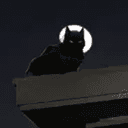 batcat