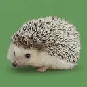 CARL