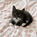 Oreo