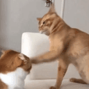 punchcat
