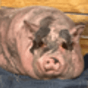Waddles
