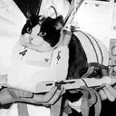 Félicette