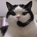 客服猫