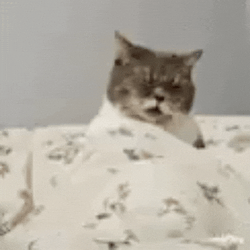 Jcat