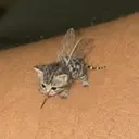 MEOWSQUITO