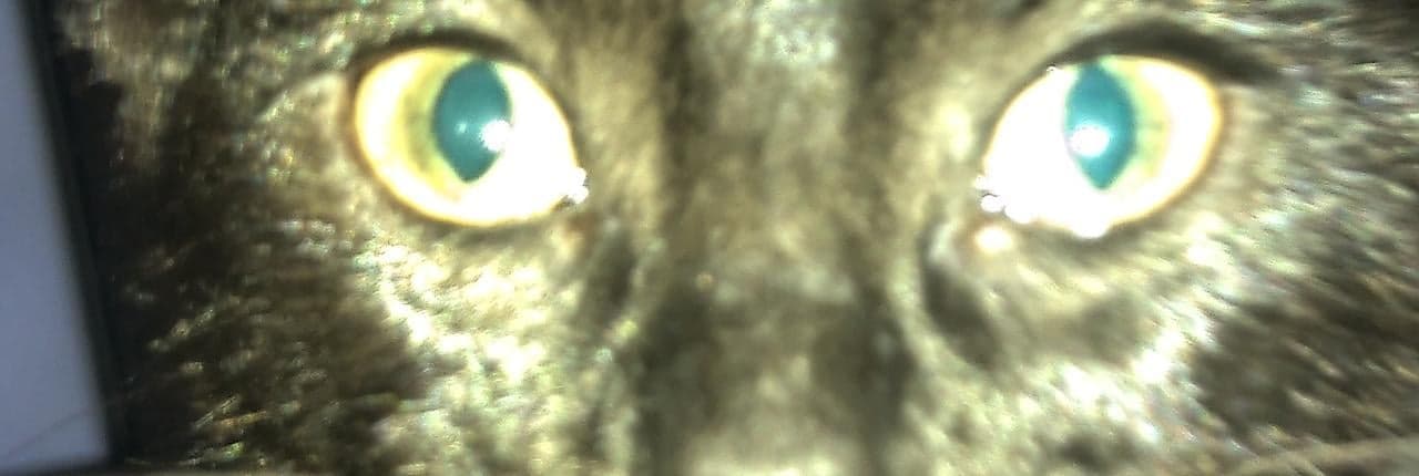Mya cat Banner