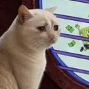 SIDELINEDCAT