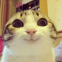 cokecat