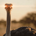 Ostrich