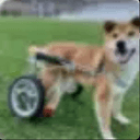 GORDON