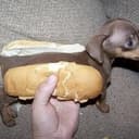 HDOG