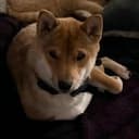 KENJI