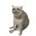 CASHCAT