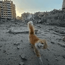 winkcat