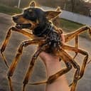 Spiderdog