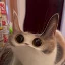 MEEP