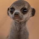 MEERKAT