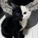yinyang