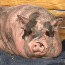 Waddles