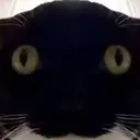 FOMOCAT