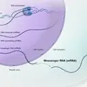 mRNA