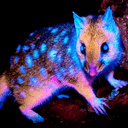 QUOLL