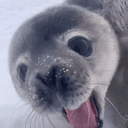 SEAL