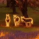Donkeys