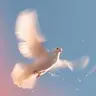 Dove