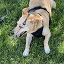 Rosco