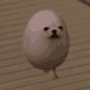EGGDOG