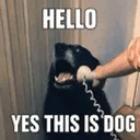 CALLDOG