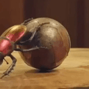 Cockroach