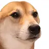 dogebop