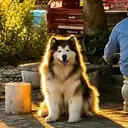 AURADOG