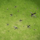 SWARM