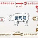 猪周期