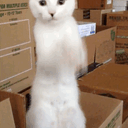 KITLER