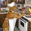 chefdog