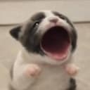 Popdog