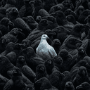 Dove