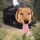 TRAINDOG