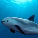 VAQUITA