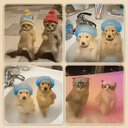 PETS