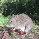 POTOROO⁠