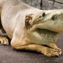 sharkdog