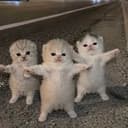 Meowfia