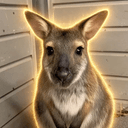 Roo