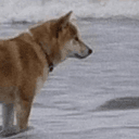 DOGE