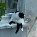 FATCAT